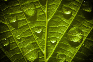 Green leaf with waterdrops