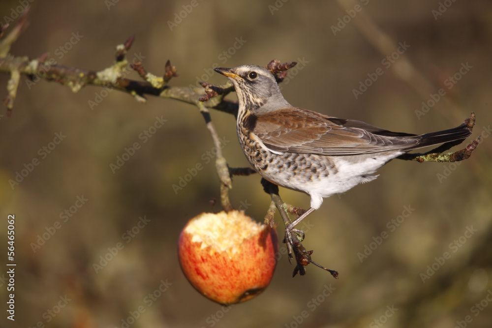 Sticker Fieldfare Turdus pilaris