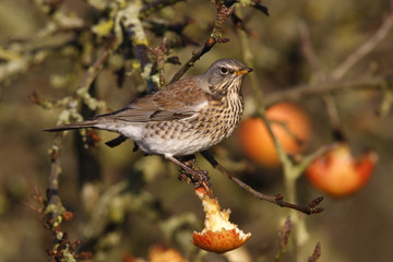 Fieldfare Turdus pilaris