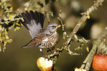 Fieldfare Turdus pilaris