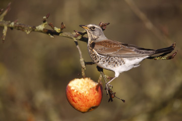 Fieldfare Turdus pilaris