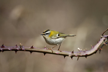 Obraz premium Firecrest, Regulus ignicapillus