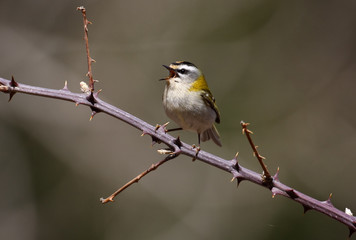 Firecrest, Regulus ignicapillus