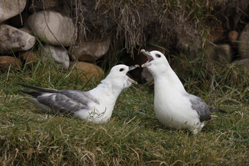 Fulmar, Fulmarus glacialis