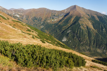 Fototapeta na wymiar mountain pine growing in Western Tatras
