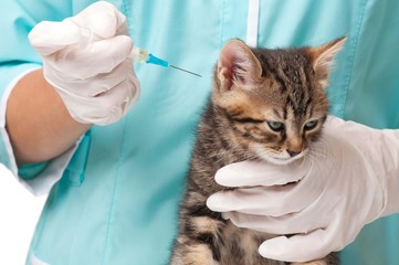 Veterinary survey