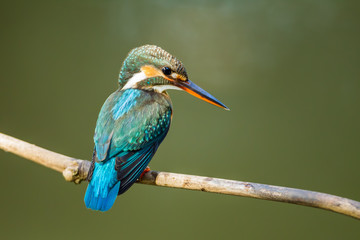 Beautiful position of Common Kingfisher in nature