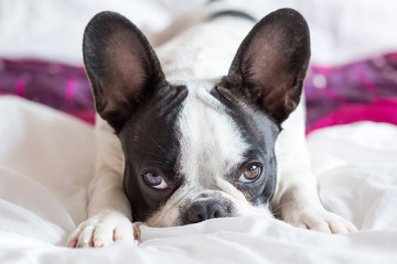 Adorable French bulldog puppy lying in bed