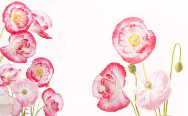 Colorful blooming poppies