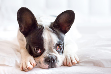 Adorable French bulldog puppy lying in bed