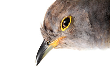 Portrait of a Common Cuckoo