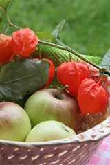 Äpfel mit Lampionblumen im Körbchen