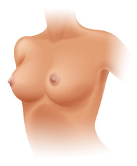 Human Breast