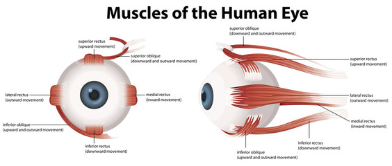 Muscles of the Human Eye
