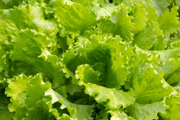 Fresh green lettuce.