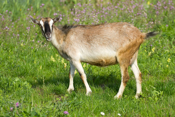 Pasture goat