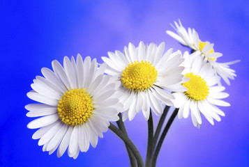 daisies