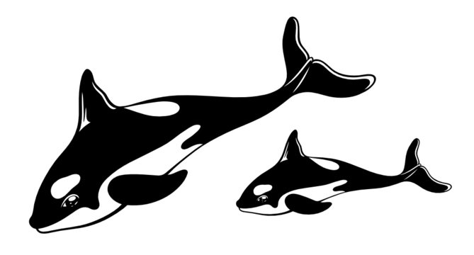 Großer Wal, Killerwal, Orca. 