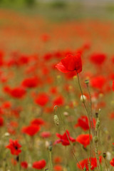 Fototapeta premium Red poppies