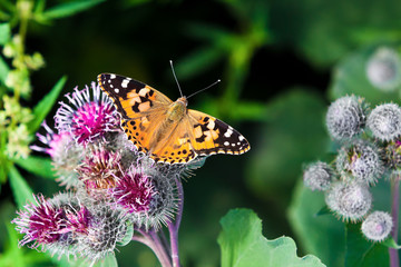 Red-haired butterfly among grass