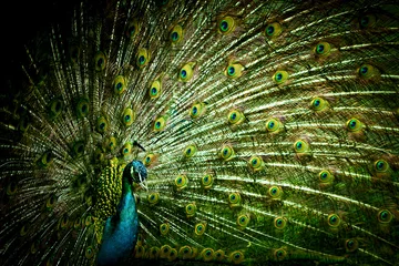 Crédence de cuisine en verre imprimé Paon Peacock closeup on a background of feathers
