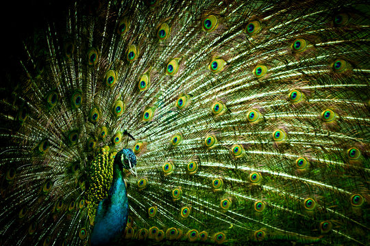 Peacock closeup on a background of feathers