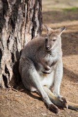 Kangaroo sitting near a tree