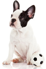 French bulldog puppy with toy  ball over white