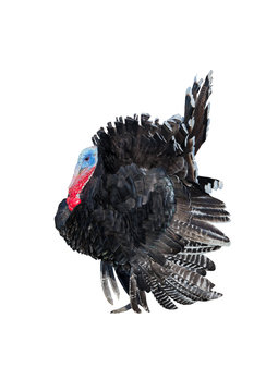 Turkey isolated on a white