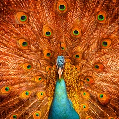 Crédence de cuisine en verre imprimé Paon Plume de paon sur le fond aux couleurs rouges