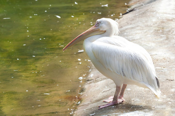 pelican