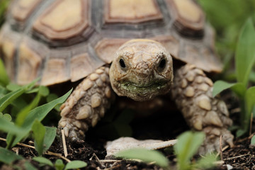 African Spurred Tortoise (Sulcata)