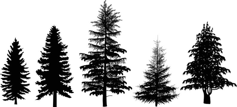 five black firs isolated on white