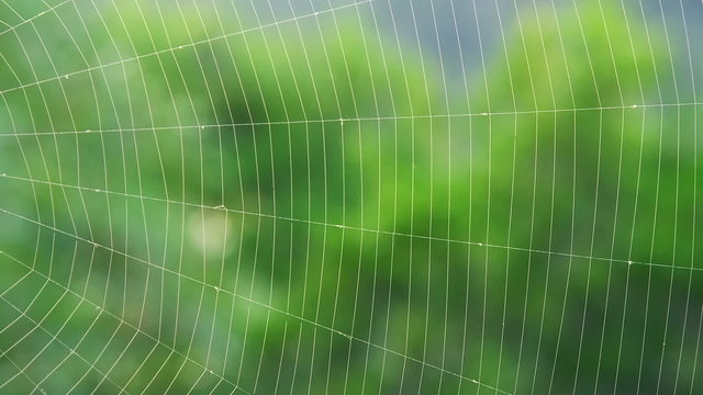 Spider web on a wind