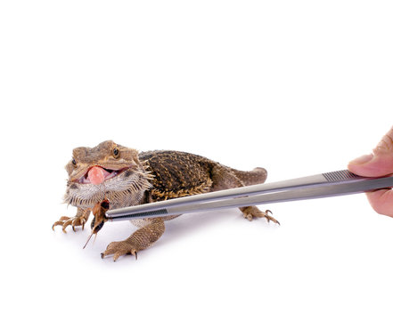 Bartagame wird mit Heimchen gef&uuml;ttert