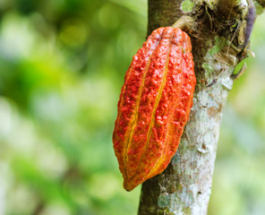 Ripe cacao bean on the wood
