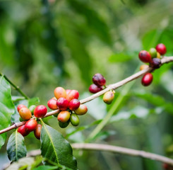 Coffee beans on the branch. Robusta Coffee