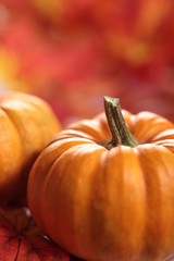 Close-up of pumpkin on utumn background