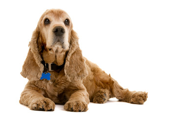 Cocker Spaniel