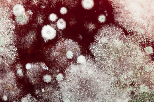 Close-up of mould on jam.