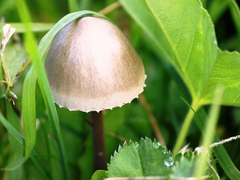 Kleiner Pilz im Gras