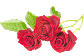 Drei rote Rosen