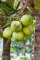 group of young coconut on the tree