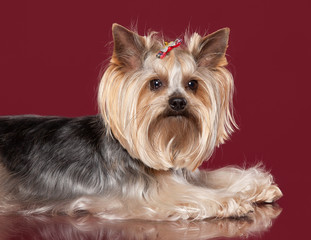 Young Yorkie on dark red background