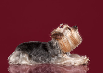 Young Yorkie on dark red background