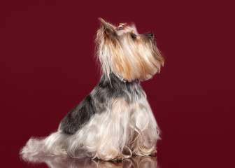 Naklejka premium Young Yorkie on dark red background