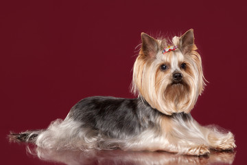 Young Yorkie on dark red background