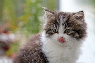Obraz premium Junge Perserkatze
