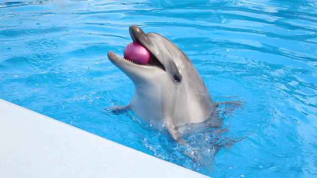 funny dolphin juggling balls