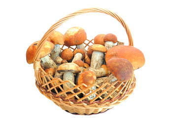 Mushroom on a white background